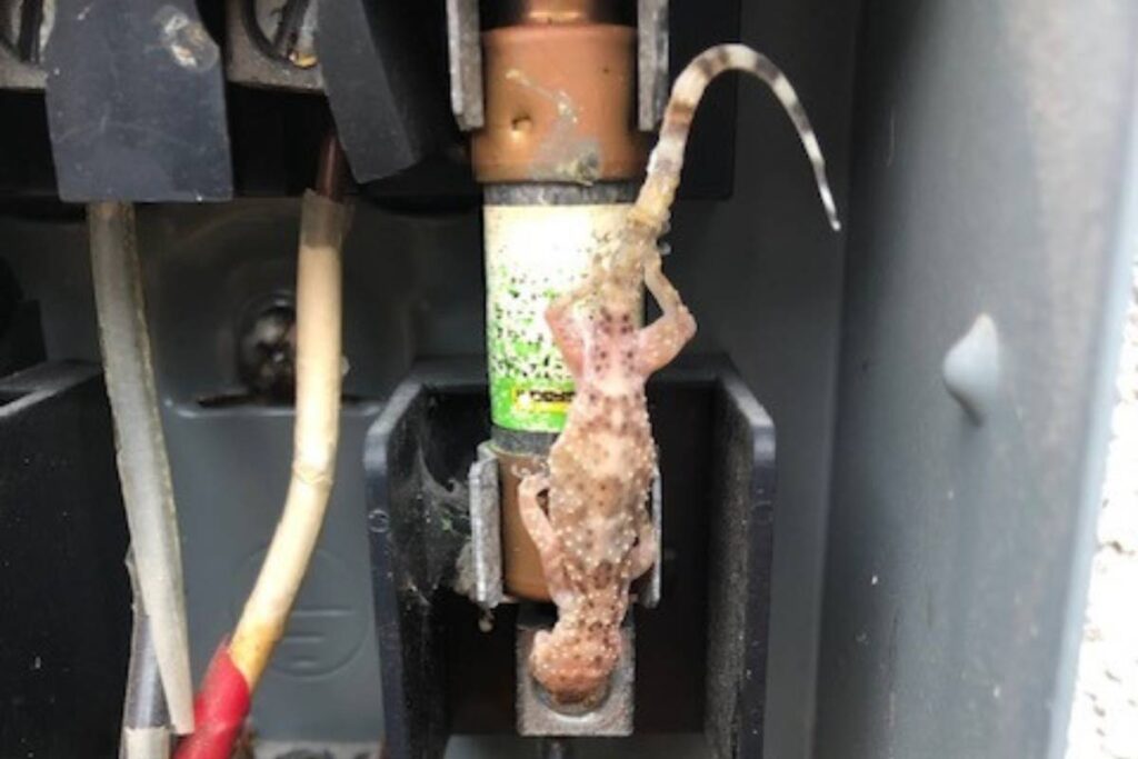lizard inside the hvac system