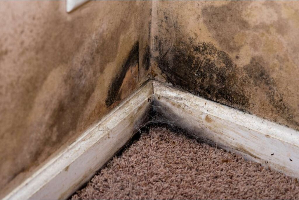 how to prevent mold growth on flooring of humid areas like corpus christi
