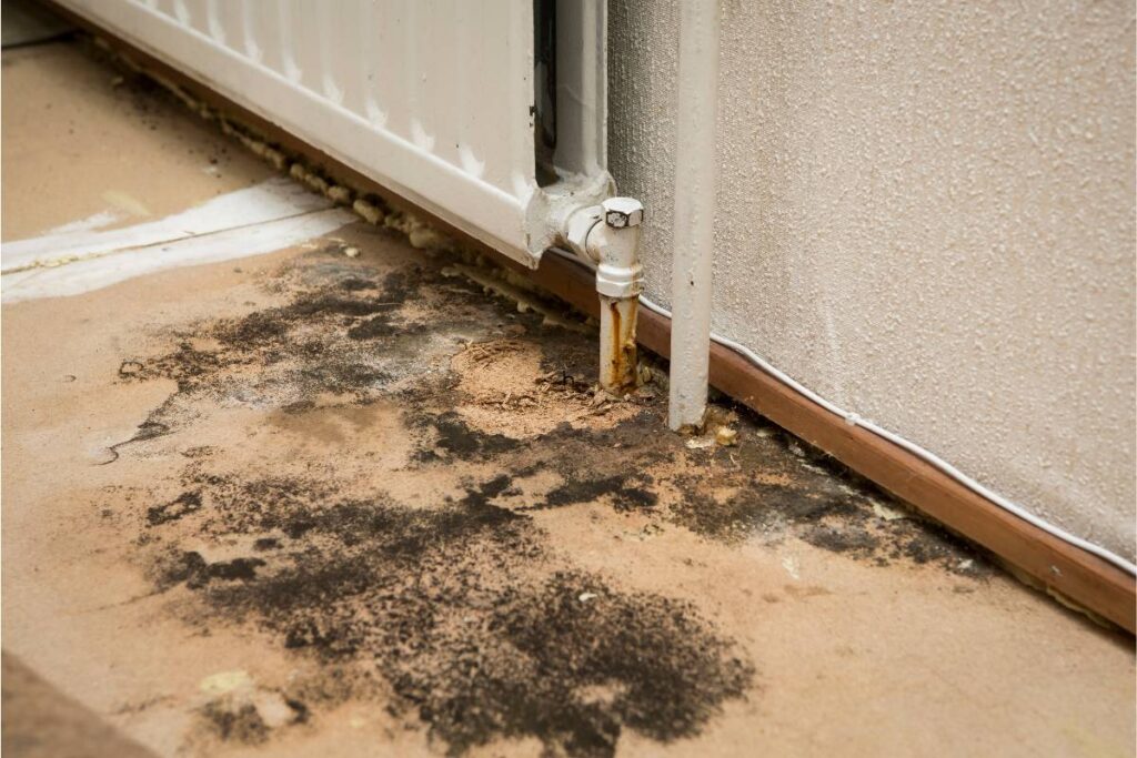 mold growth on flooring