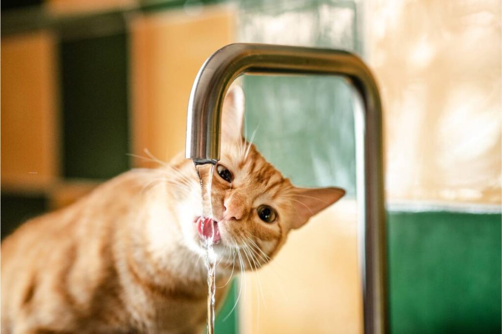 is Corpus Christi tap water safe - balance perspective