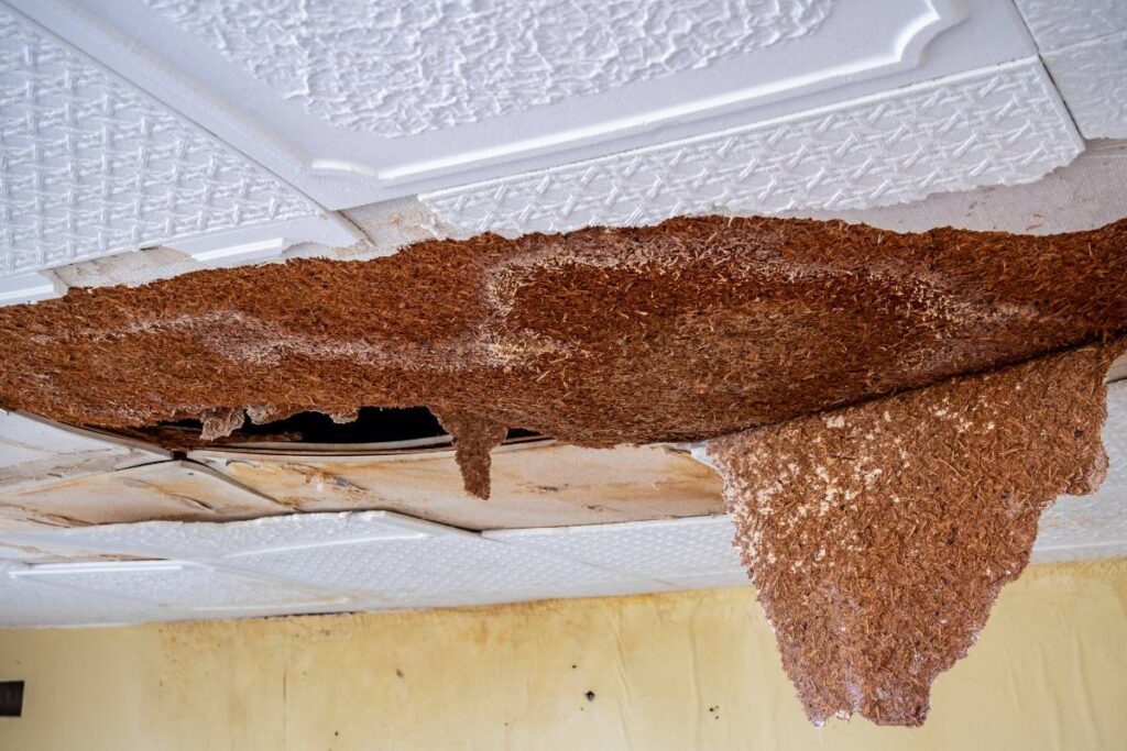 replacing drywall after a hurricane in corpus christi, texas