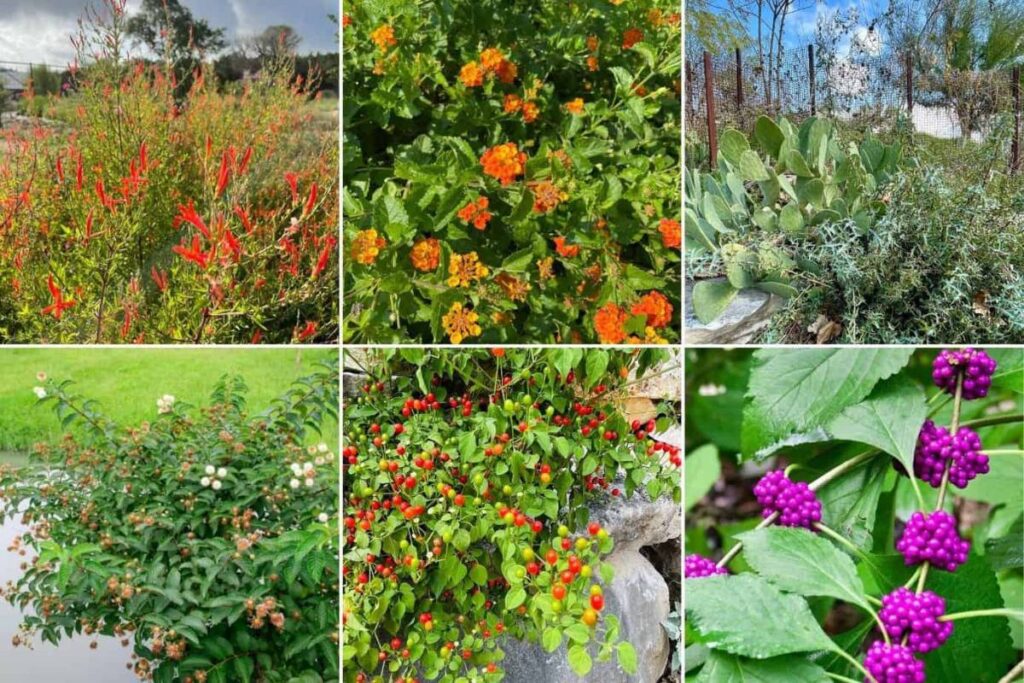 Choosing Native and Salt-Tolerant Plants