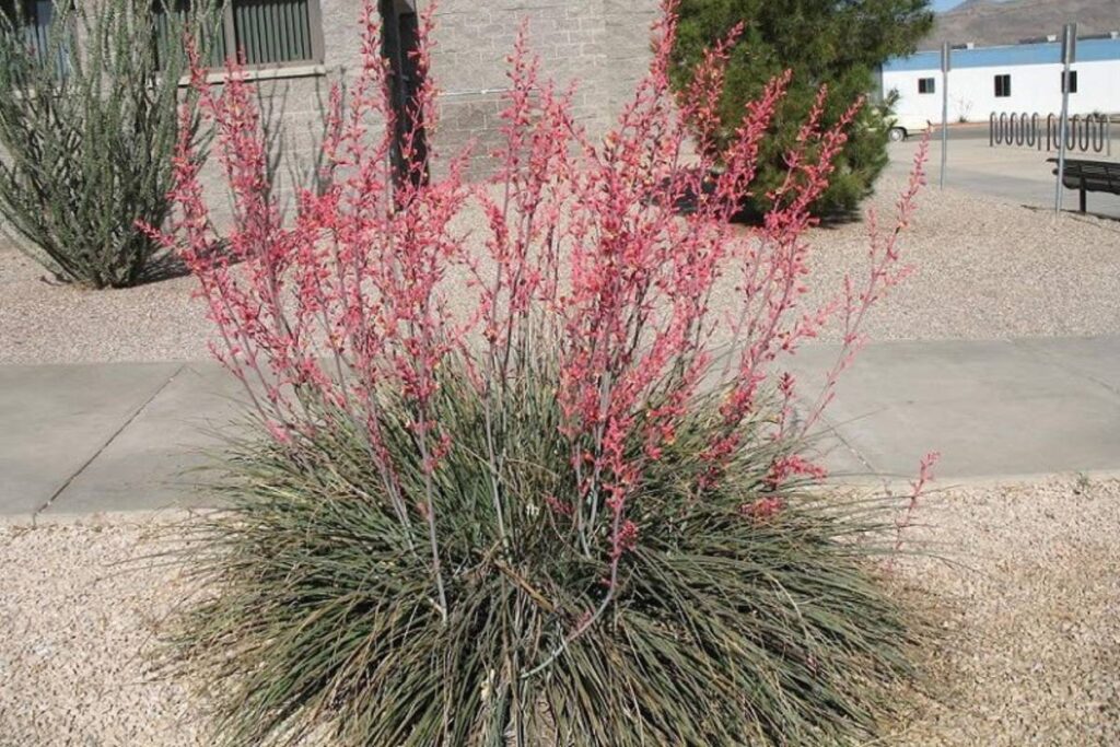 Choosing Native and Salt-Tolerant Plants - bush with pink flowers