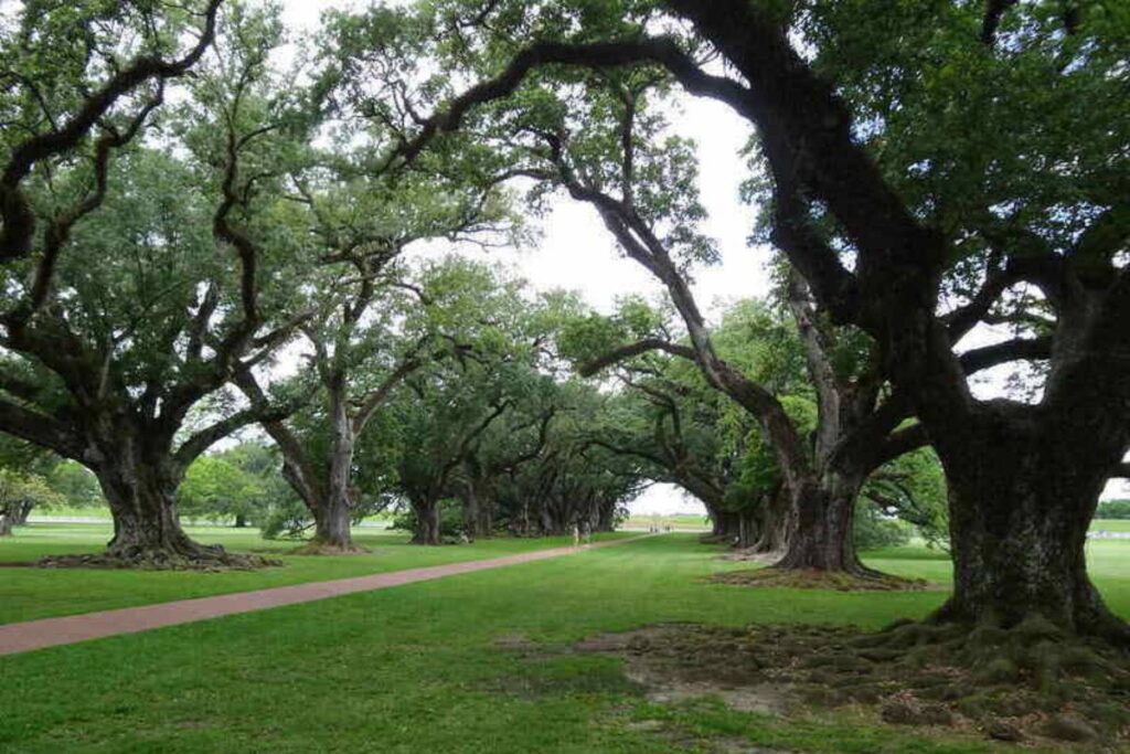 Prep Your Landscape for Hurricane Season and Fall Storms