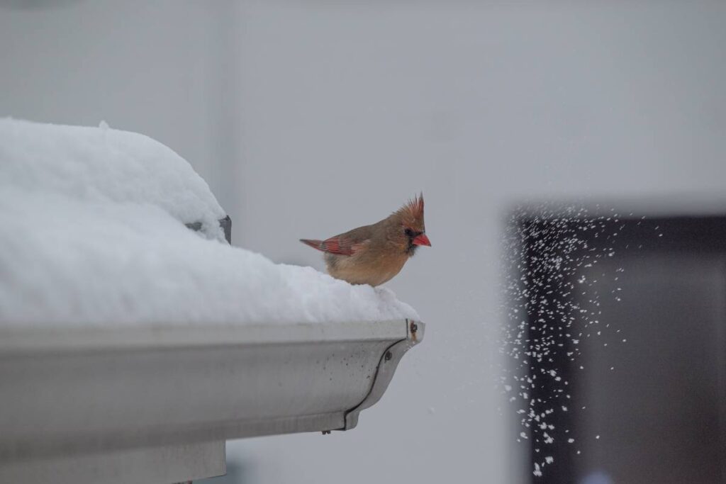 Can Gutters Freeze in Corpus Christi, Texas